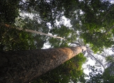 Forest Indonesia